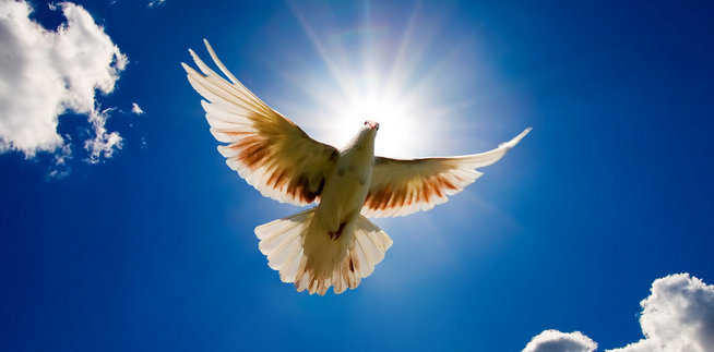 shutterstock.com stock photo dove in the air with wings wide open in front of the sun rev100 - Transformational Life Coaching