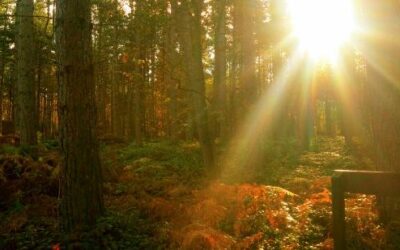 Blog the forest at sunset 400x250 - Blog