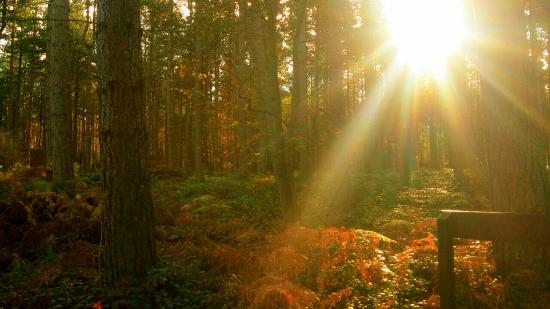 What is Cognitive Behavioural Therapy (CBT) & how can it help me?