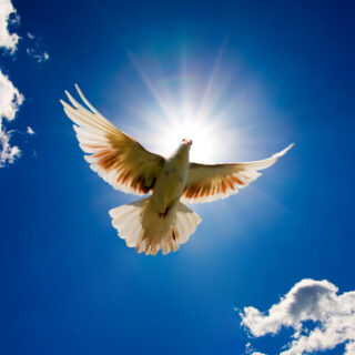 MINE Dove 2.Large300dpi. shutterstock 3701557 1 320x320 - Welcome to Breakthrough Therapies and Coaching!